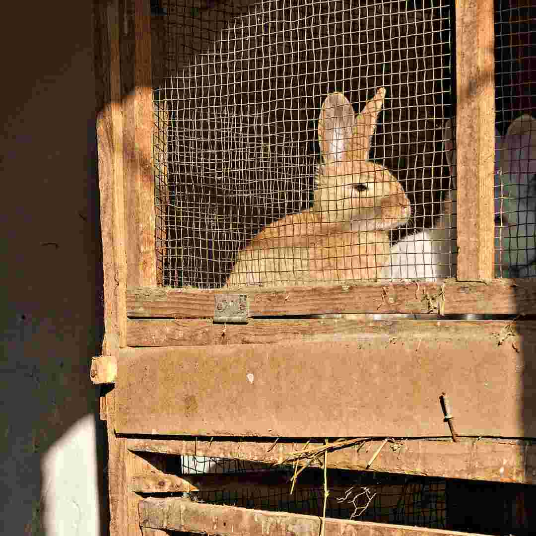 What Do You Need for a Rabbit Cage? A Guide