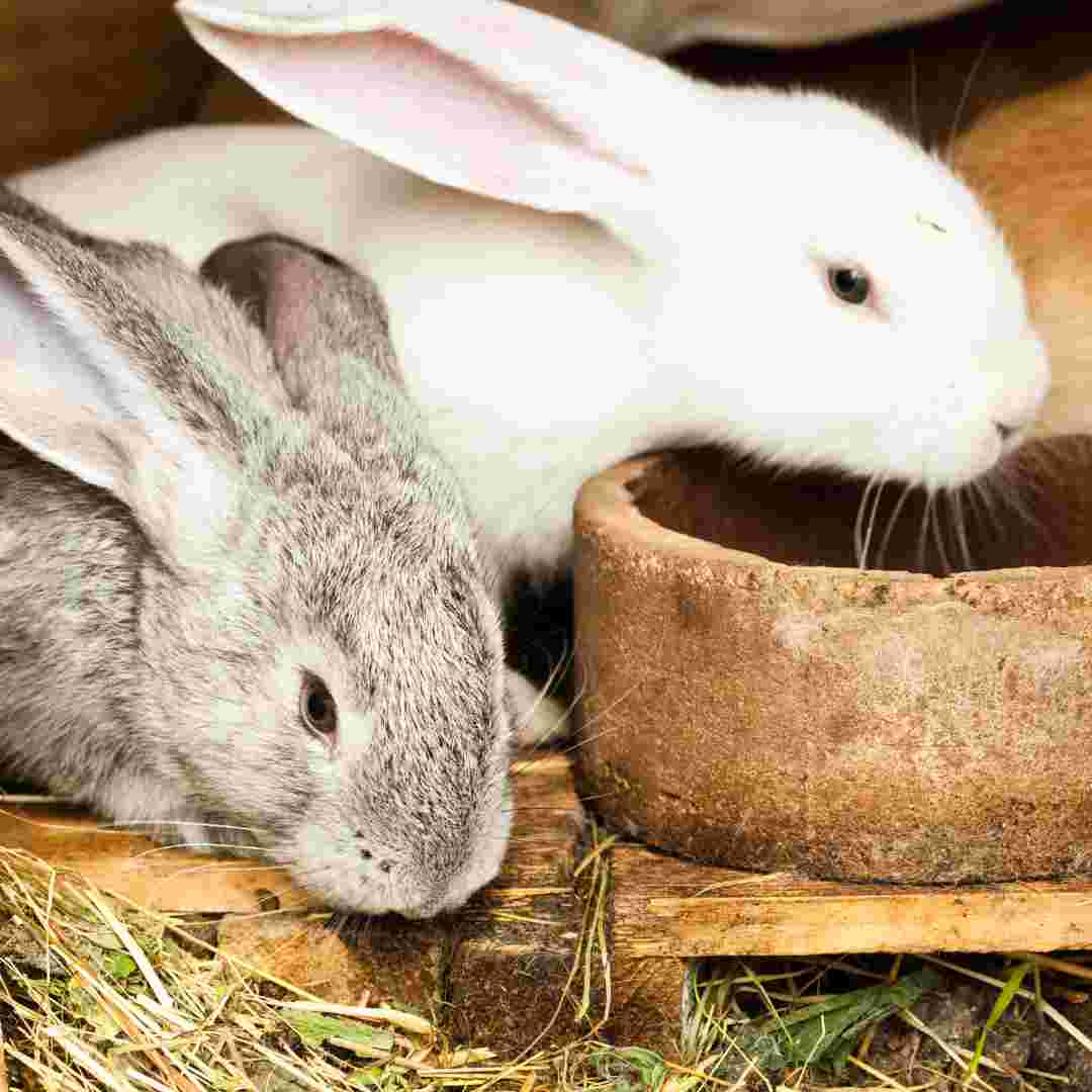 Cleaning Your Rabbit Hutch: Tips and Best Practices