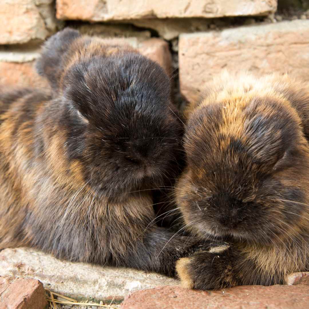 What to Look for When Your Rabbit is Fading: How to Know When It's Time to Say Goodbye 