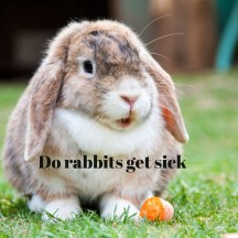 do rabbit get sick