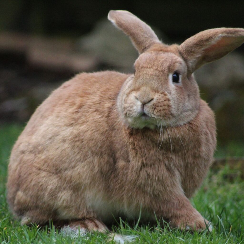 Signs of Rabbit Labor: How to Tell When Your Rabbit is About to Give Birth