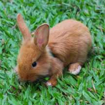 how to tell when rabbits are in heat