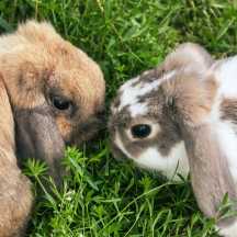 how to tell when rabbits are in heat