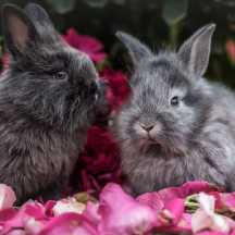 how to tell when rabbits are bonded