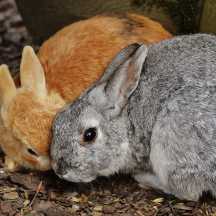 how to tell when rabbits are bonded