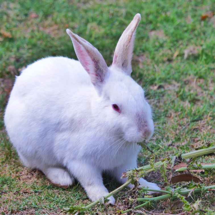 how to tell when rabbit is pregnant