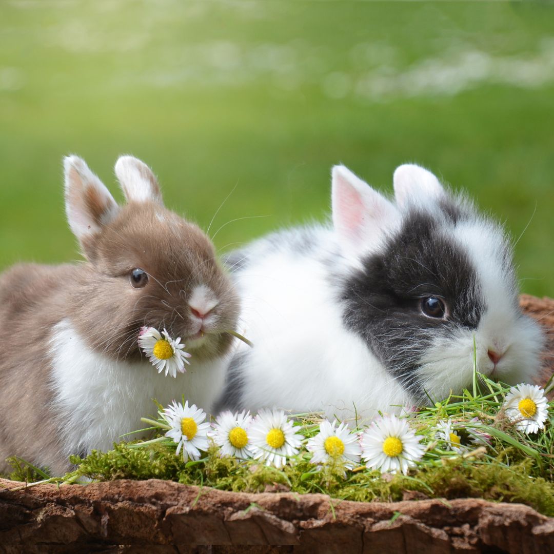 do rabbit get along with dogs