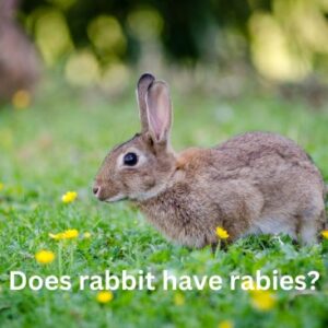 Can Rabbits Get Rabies? Exploring the Risks and Concerns