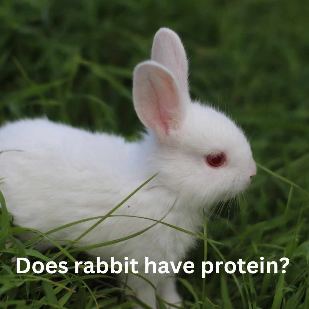 does rabbit have protein