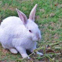 does rabbit have protein