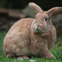 do rabbit get along with cats