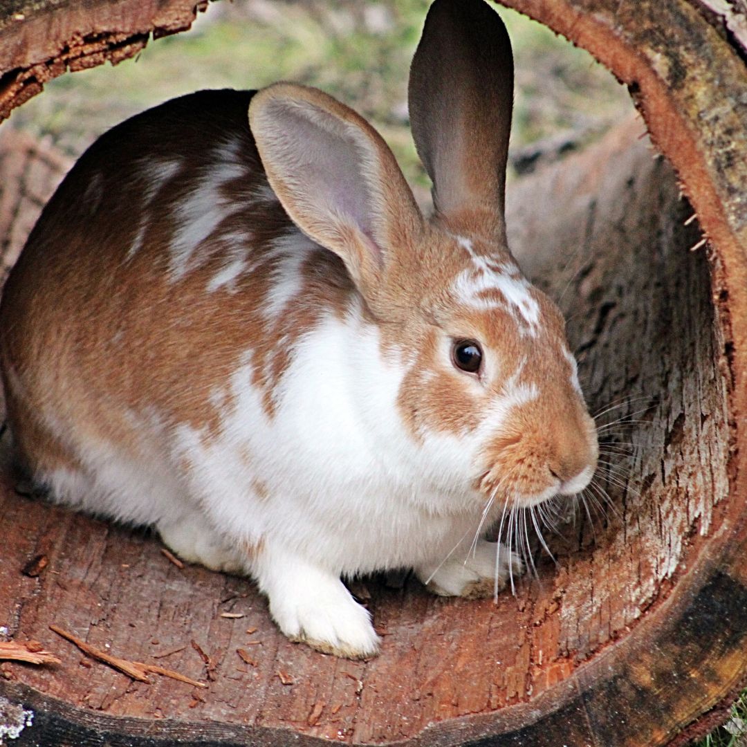 do rabbit get along with cats