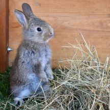 do rabbit get along with dogs