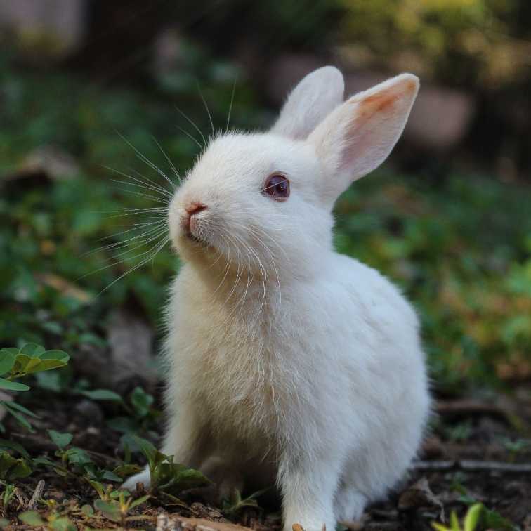 how to know when rabbits are happy