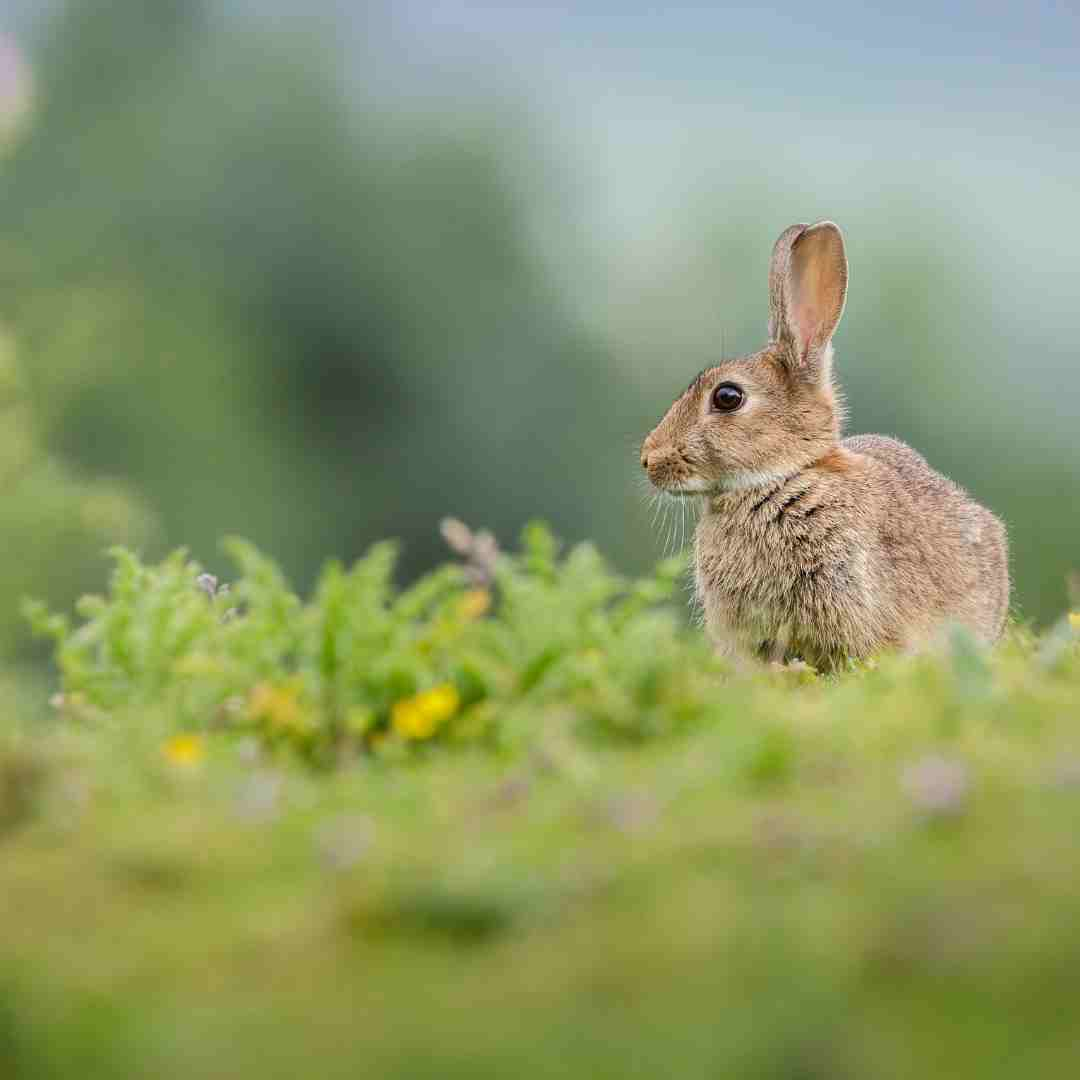 what if rabbit bites you