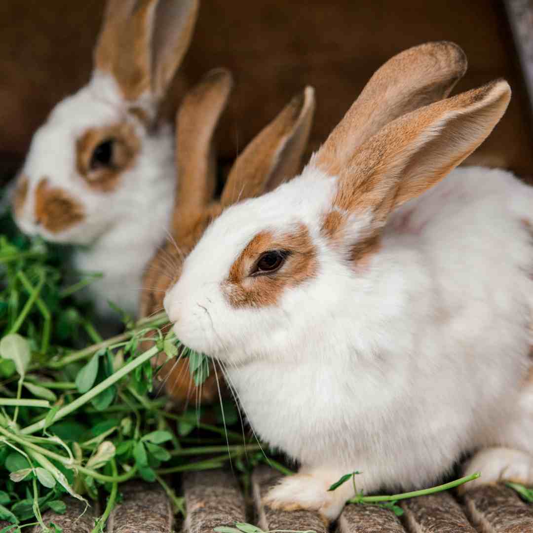 Can Rabbits Eat Celery? A Guide to Feeding Celery to Your Pet Rabbit