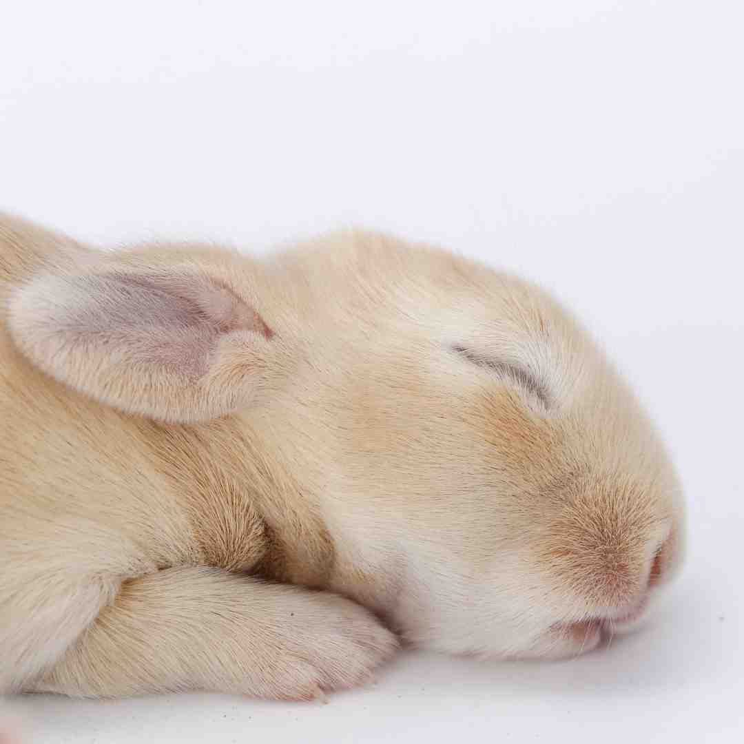 do rabbits hibernate in the winter