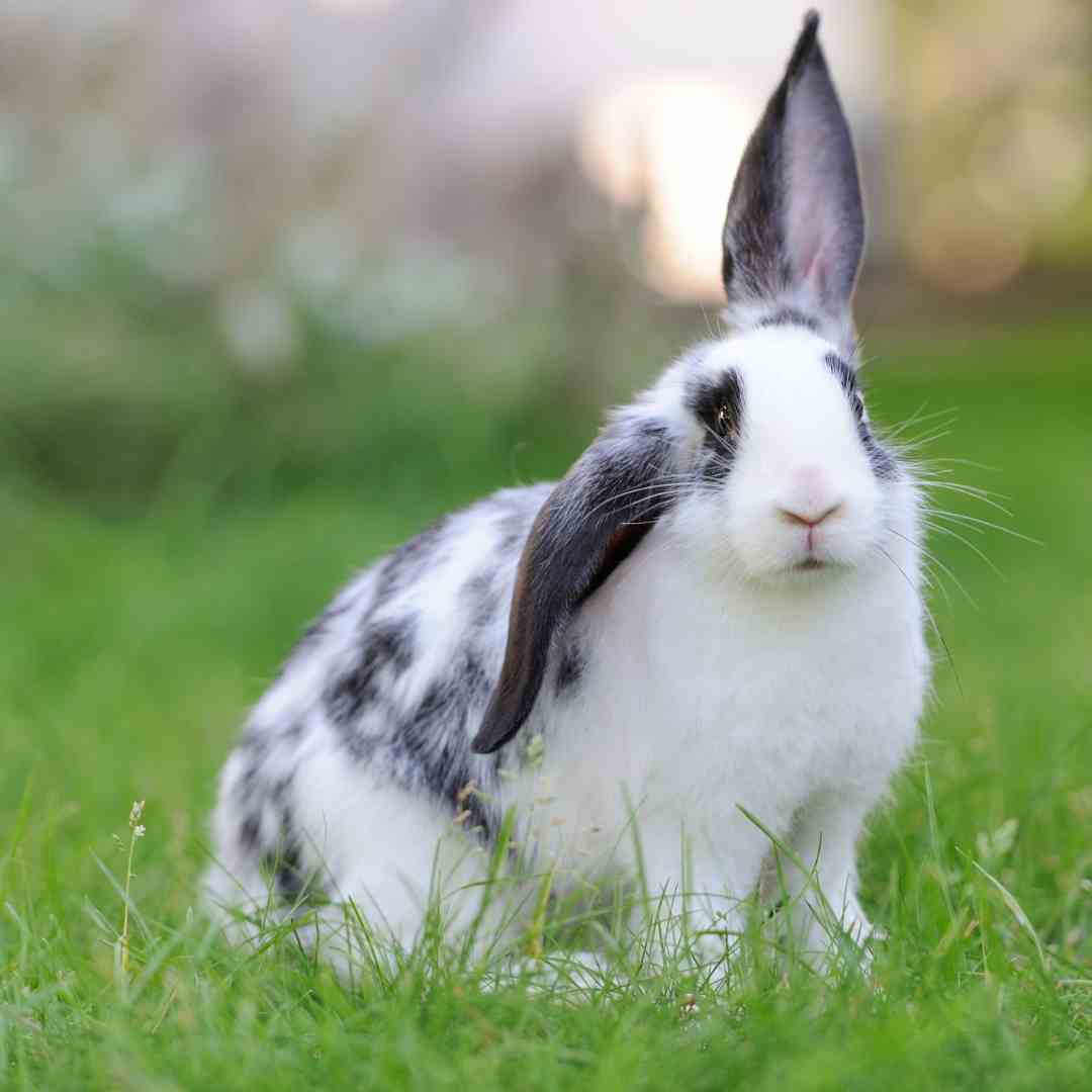 Rabbit Biting Behavior: Understanding, Preventing, and Managing