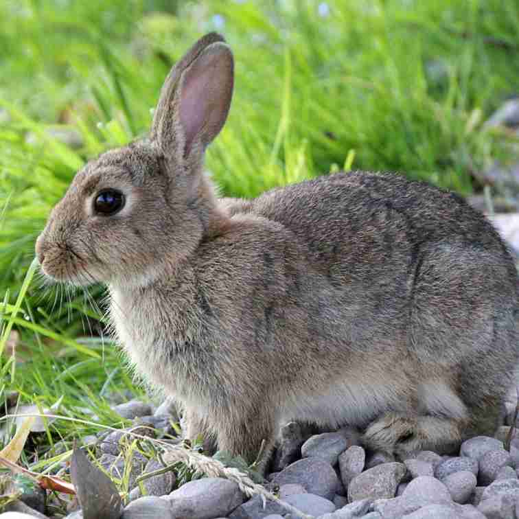 how to know when rabbits are happy