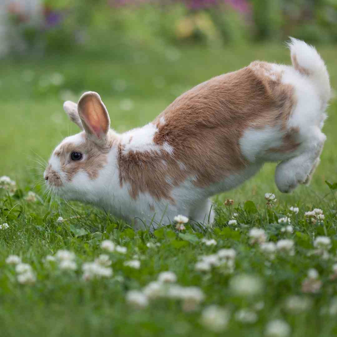 Rabbit Biting Behavior: Understanding, Preventing, and Managing