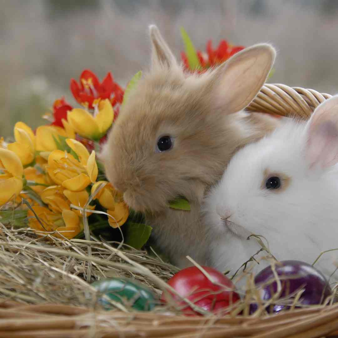 what is the best rabbit bedding