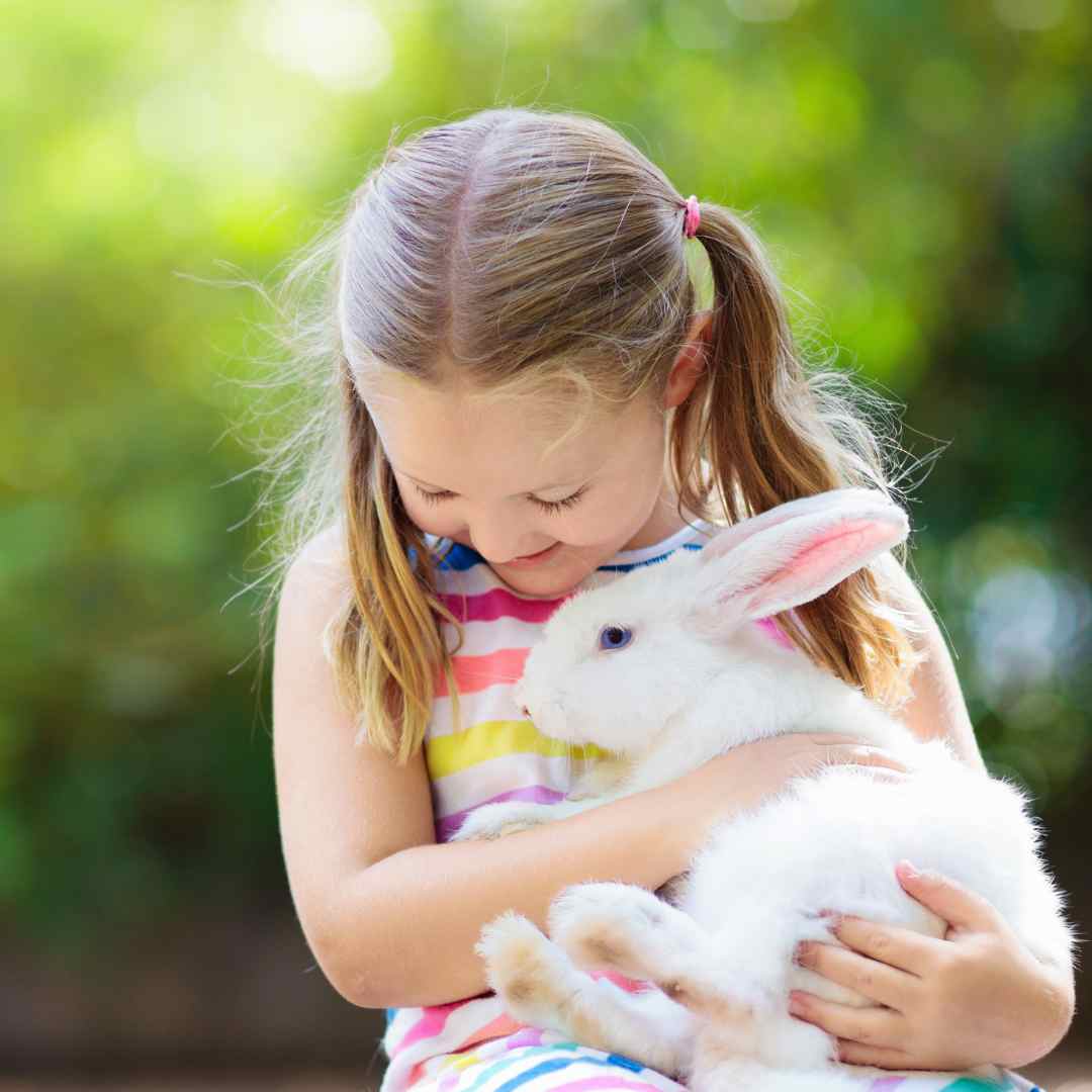 what is the best rabbit for beginners