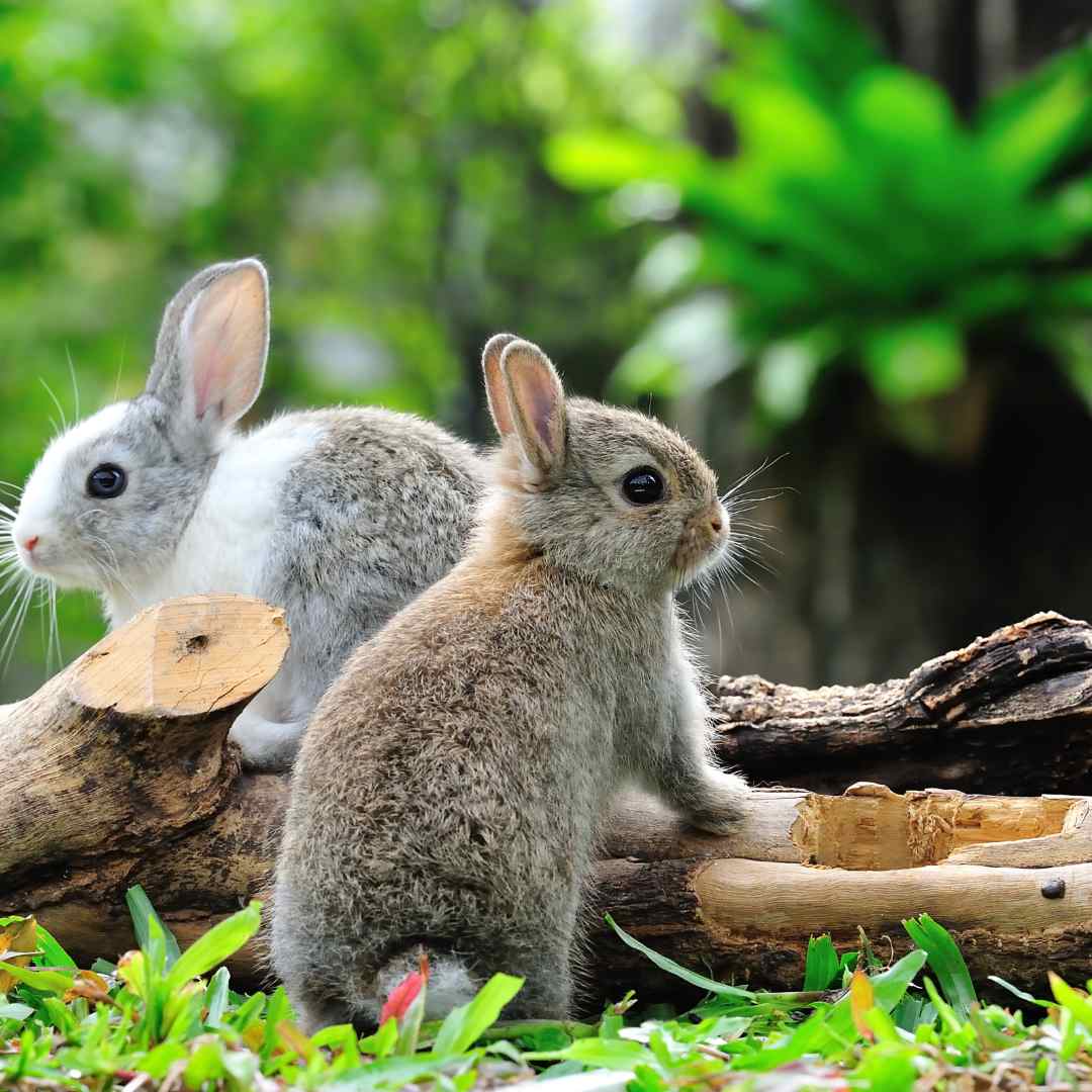 what is the best rabbit for beginners