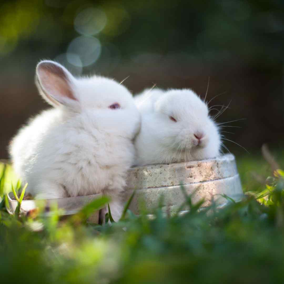 rabbit-and-snake-compatibility-understanding-their-interaction-and