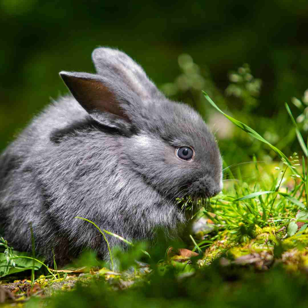 do rabbits eat their poop