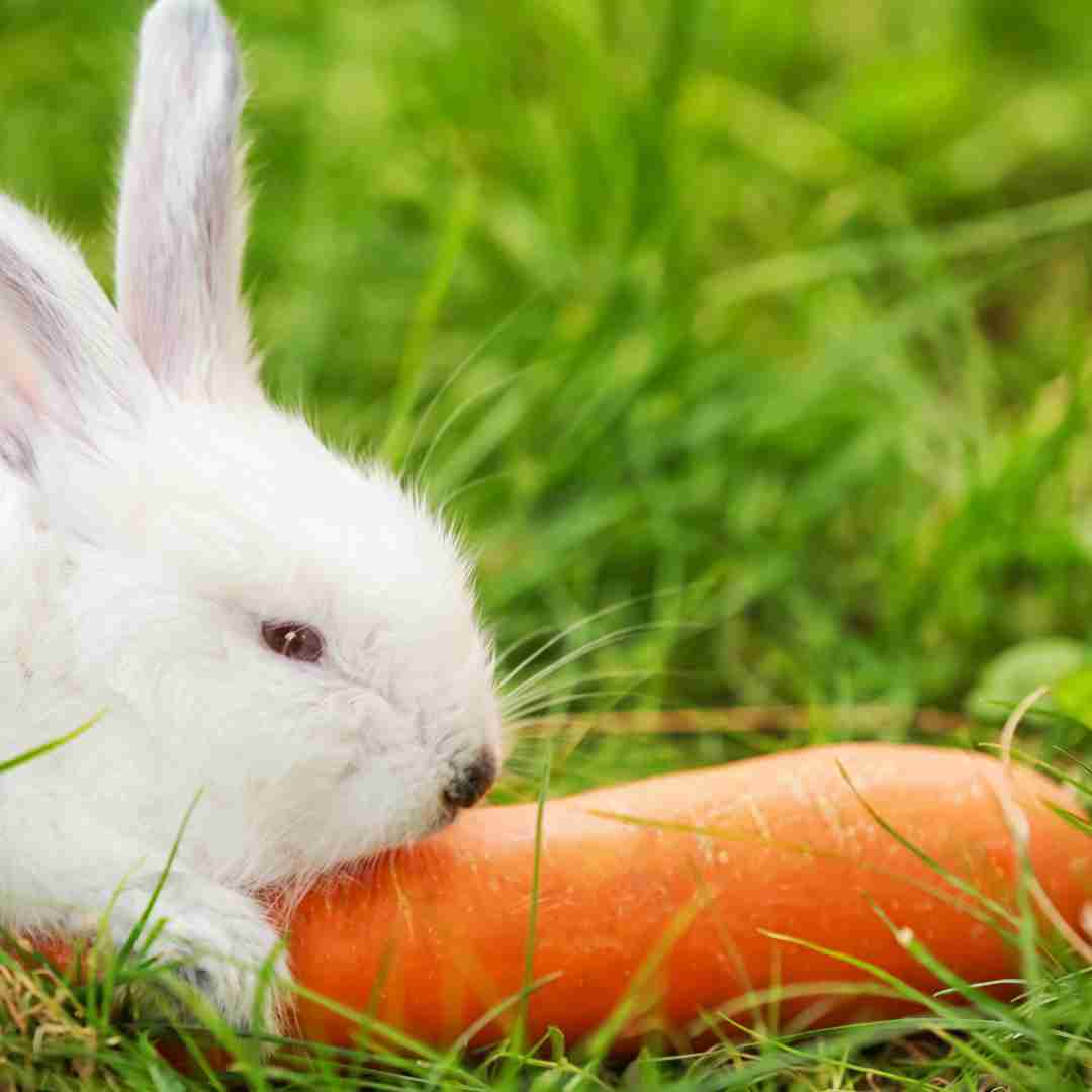 do rabbits eat carrots