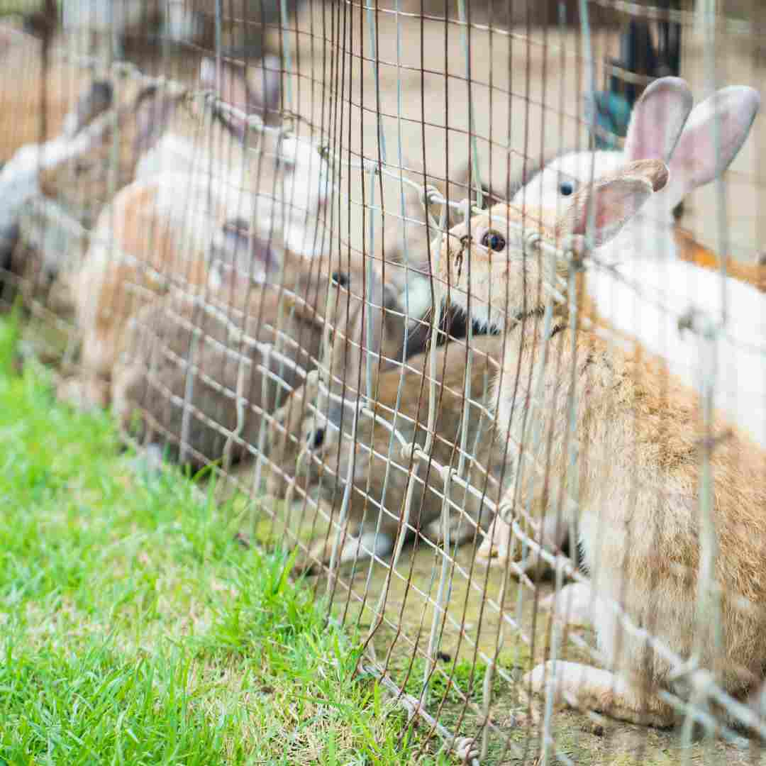 how to fit rabbit fencing