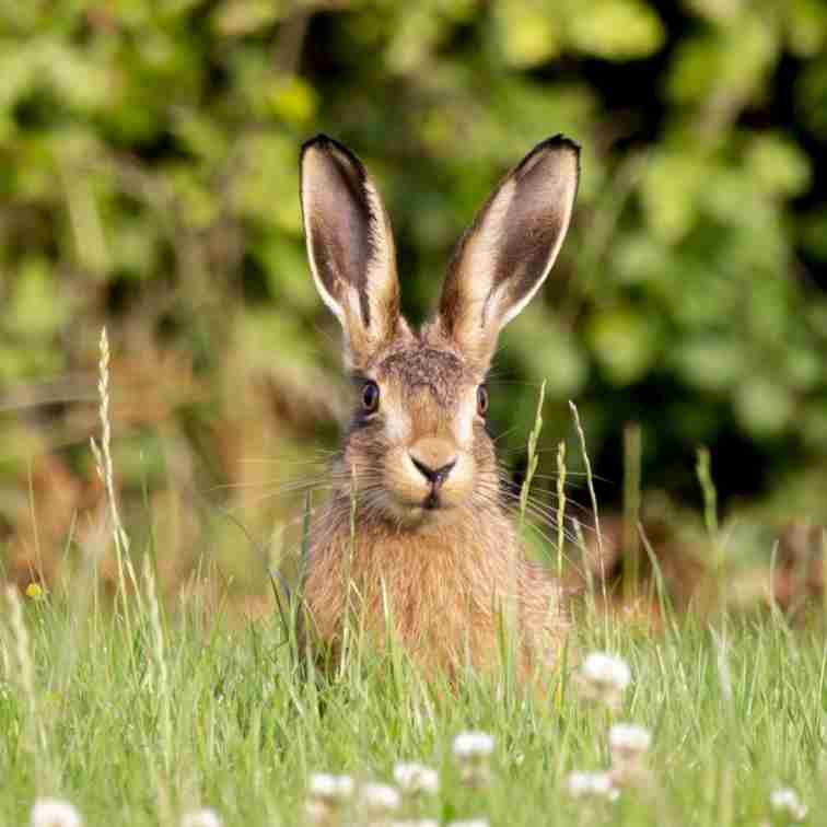 how to tell when rabbit is sleeping