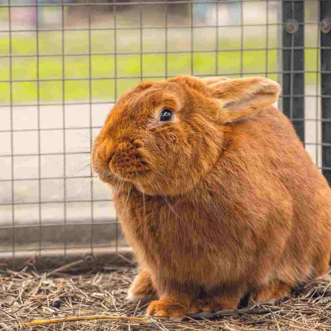 Rabbit Giving Birth: The Process of Rabbit Birthing Explained