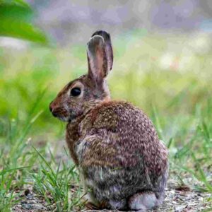 how to rabbit hunt with dogs