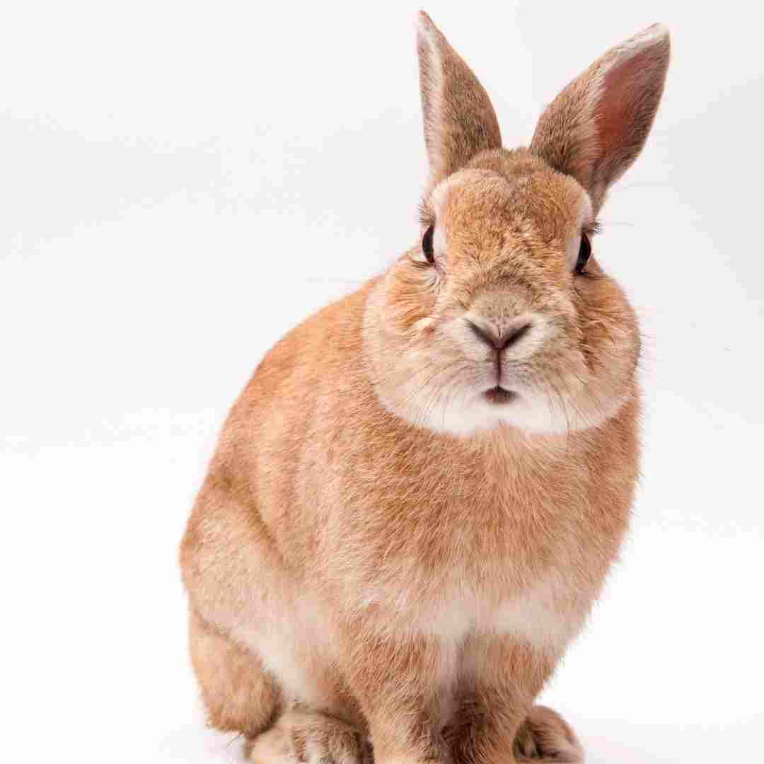 rabbit-size-chart-understanding-the-different-rabbit-breeds-and-their