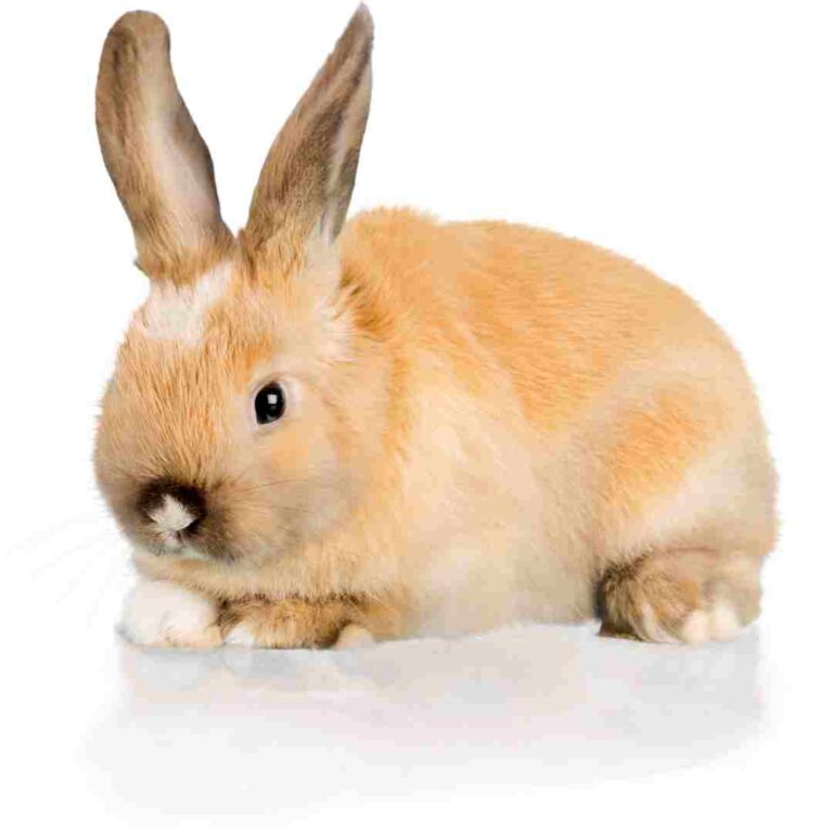 Rabbit Size Chart Understanding the Different Rabbit Breeds and Their