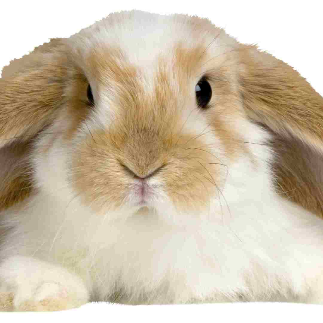 Do You Need a License for a Rabbit? Understanding Rabbit Ownership