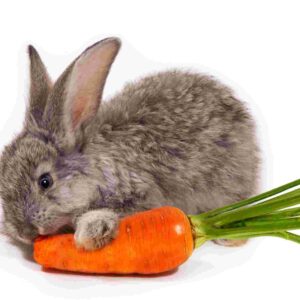 what rabbit eat food