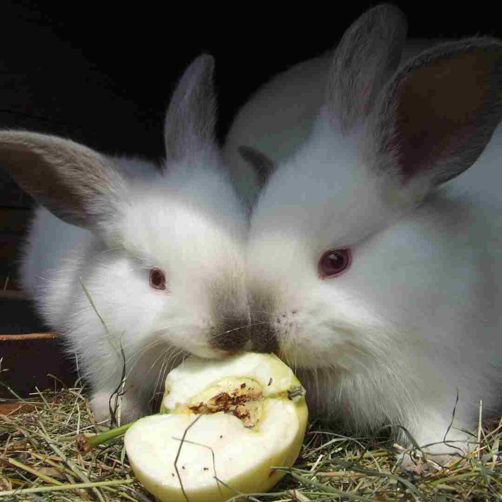 tips for new rabbit owners