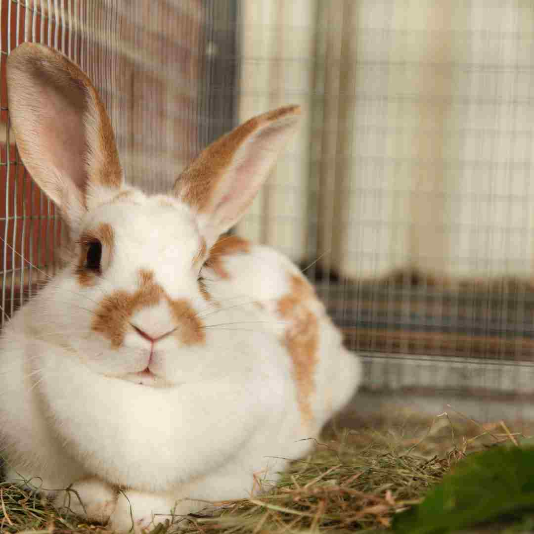 tips for new rabbit owners