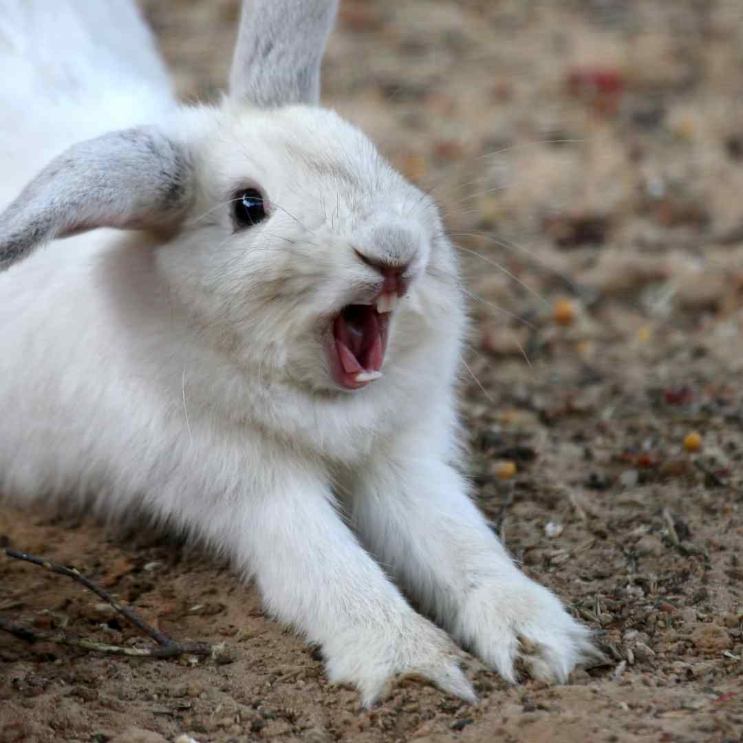 what if rabbit bites