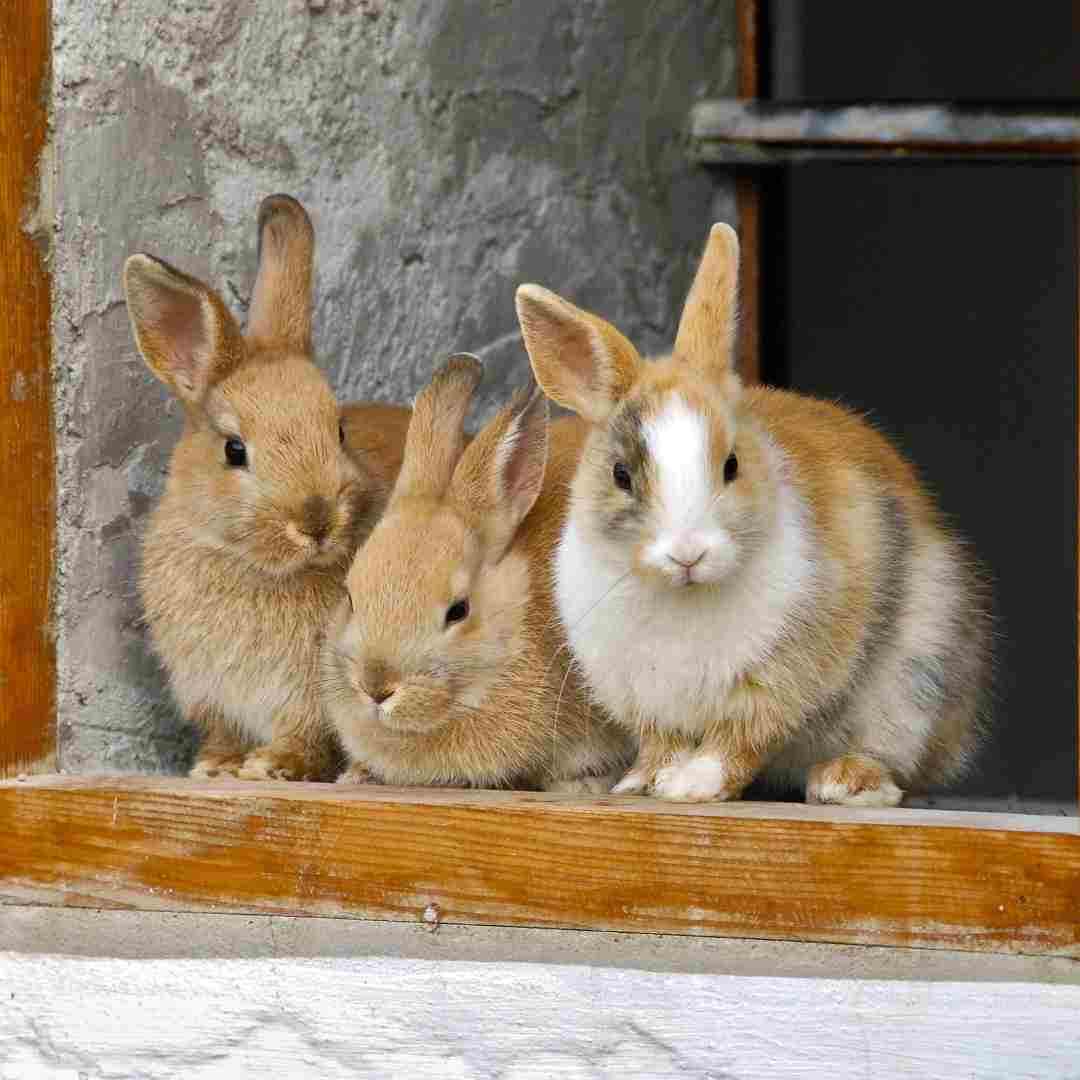 how to rabbit proof a garden