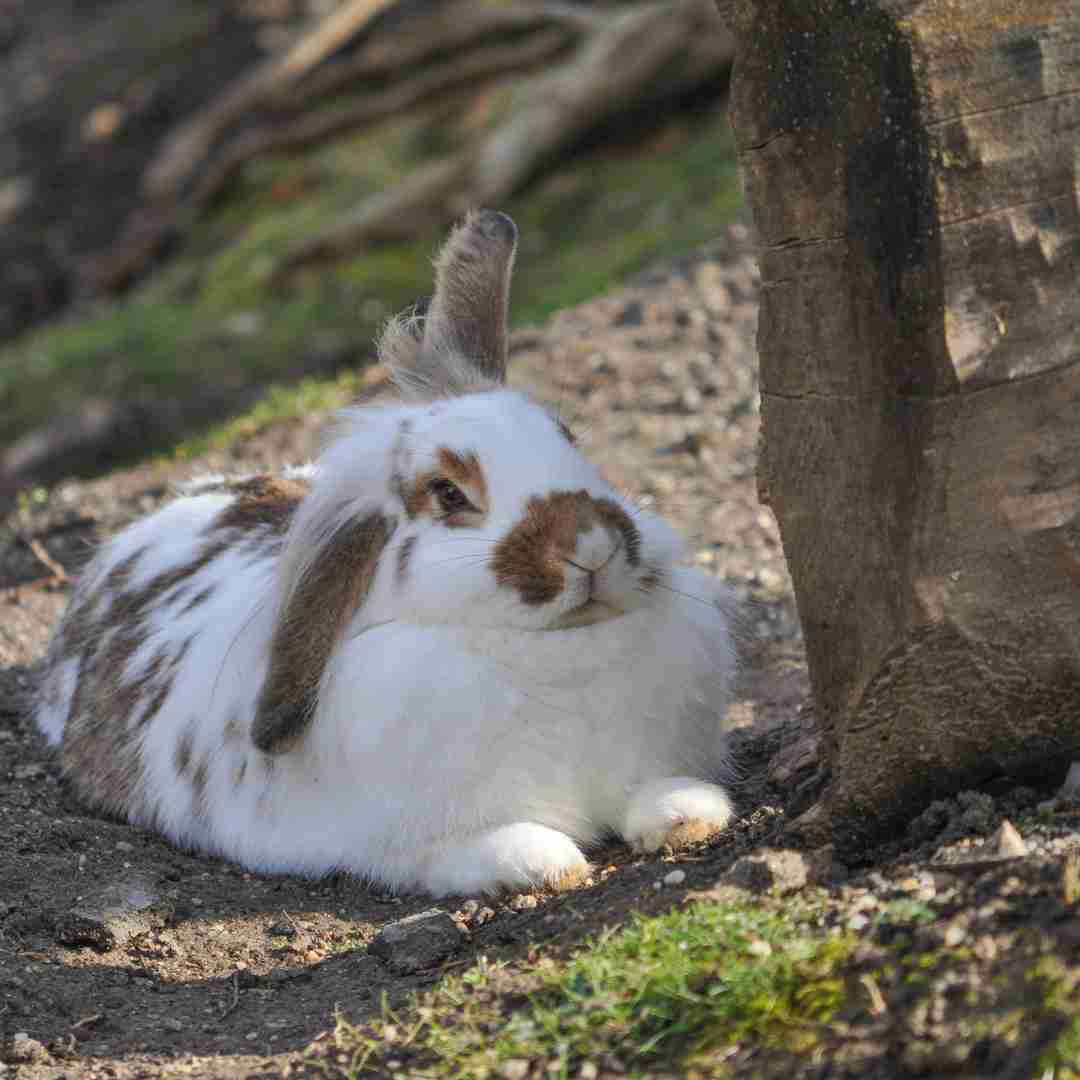 is rabbit vertebrate or invertebrate