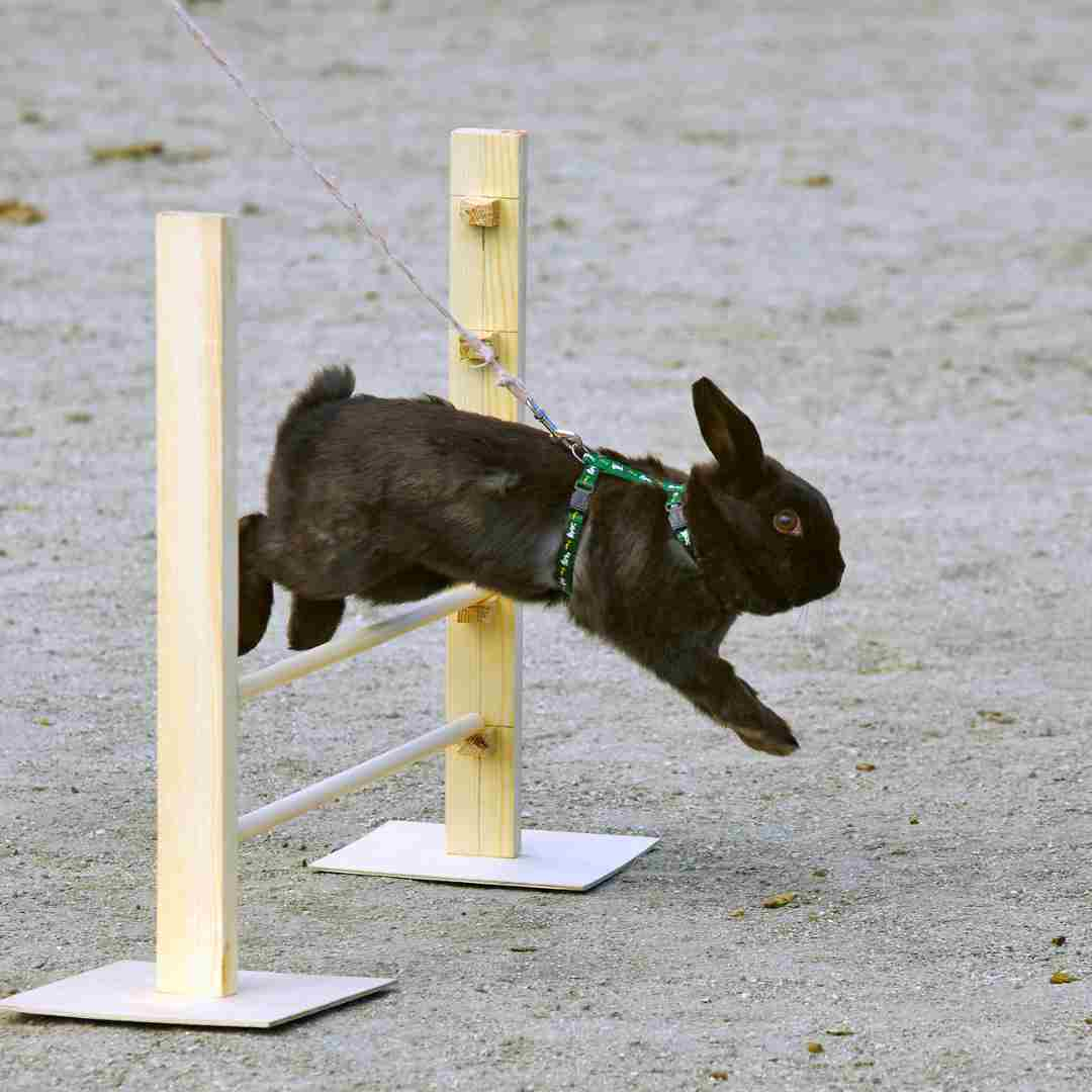 why can rabbits jump so high