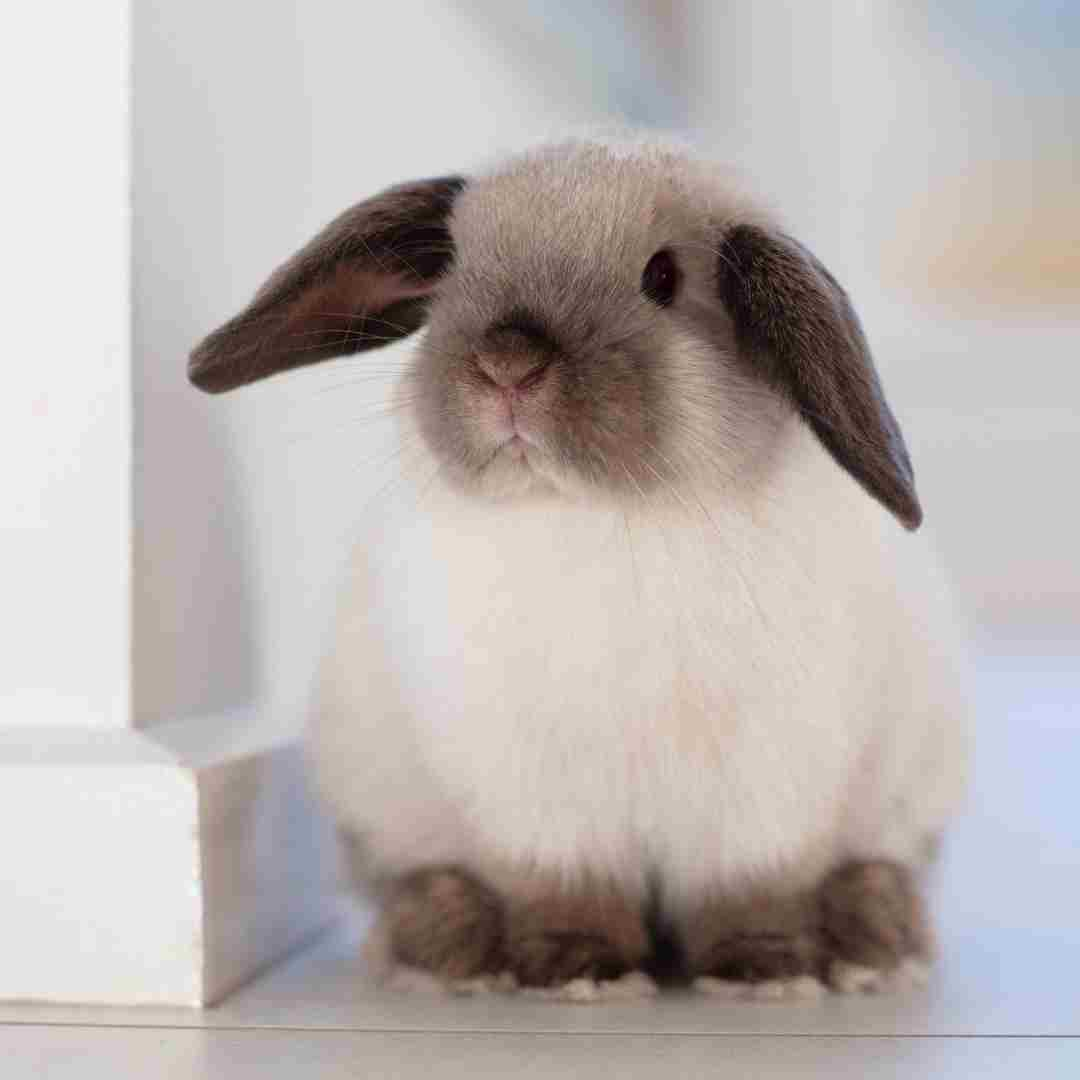 what do i need for pet rabbit