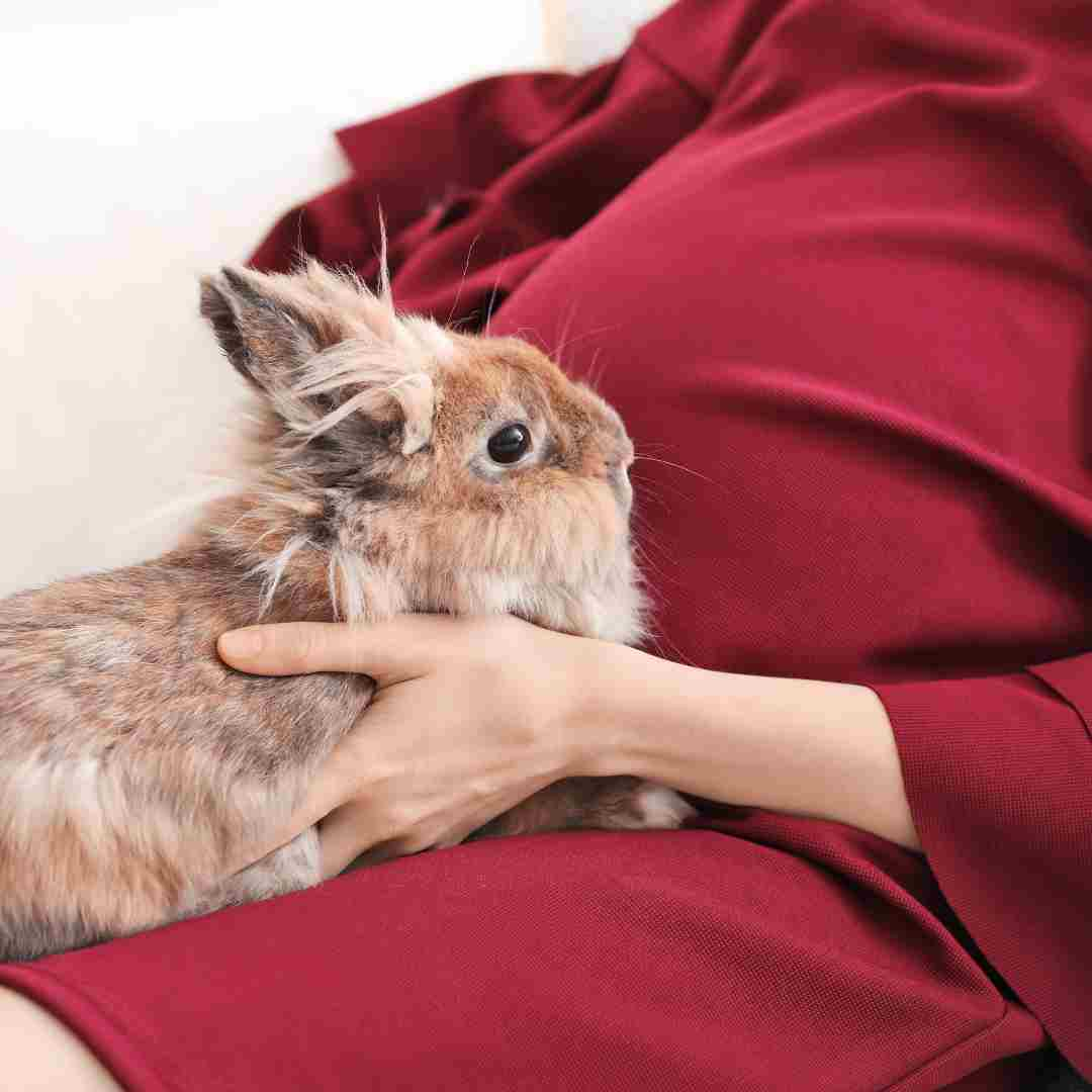 how to deal with rabbit false pregnancy