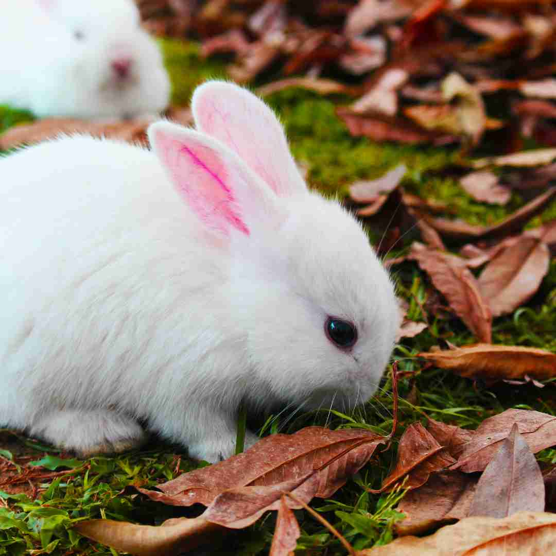 where to buy rabbit in philippines