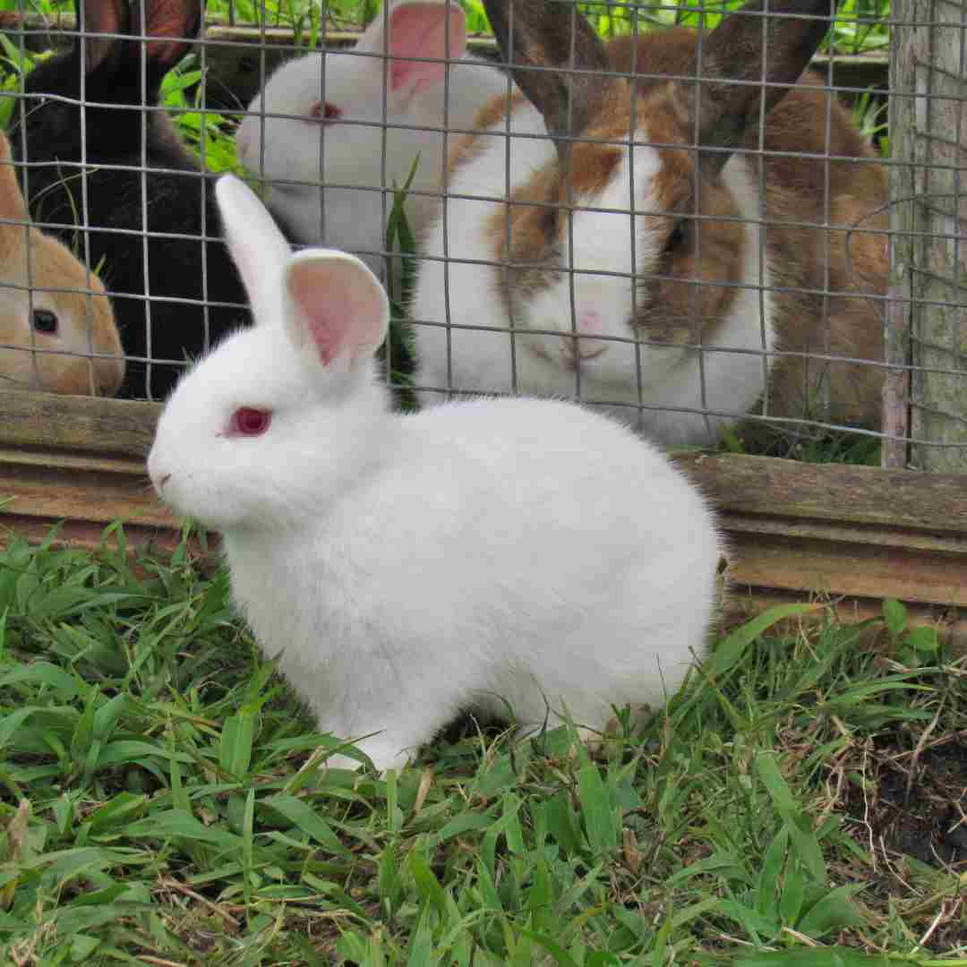 what rabbits make the best pets