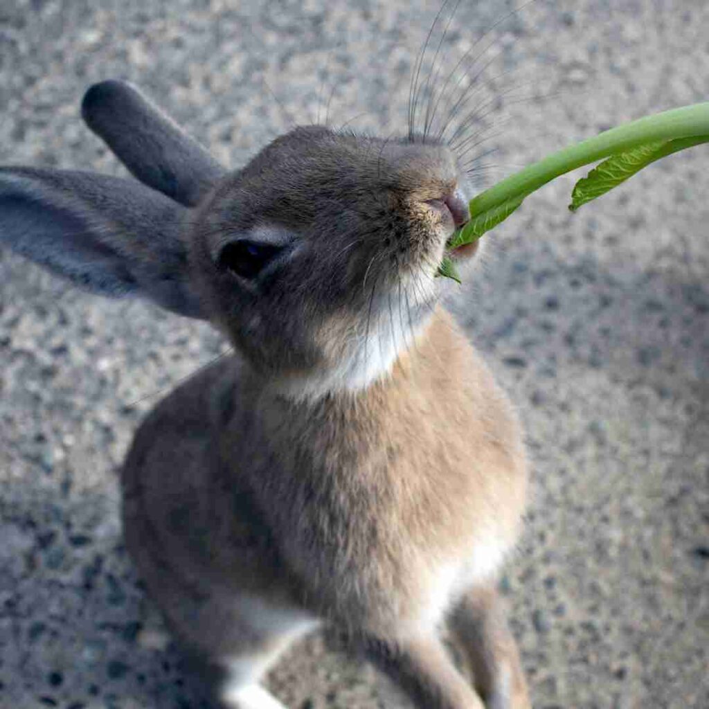 what should rabbits be fed