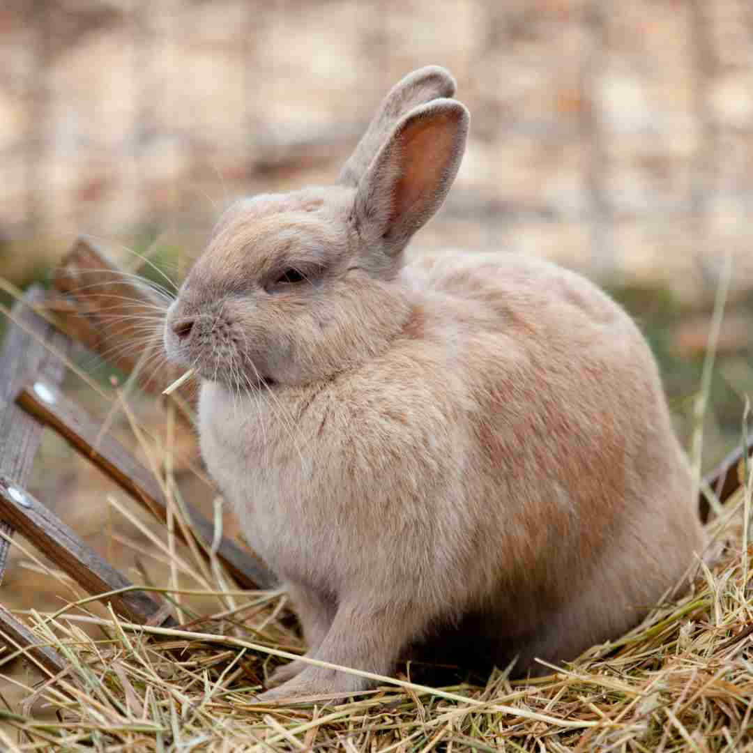 why is my rabbit not eating hay